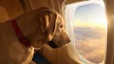 Dog Company Announces New Air Travel Experience Designed Specifically for Canines: They 'Will Be the VIPs'