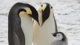 How are emperor penguins surviving on melting ice caps? Bird poop brings us one step closer to finding out