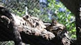 Missing clouded leopard found after shutting down Texas' largest zoo