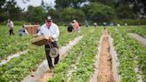 Overtime law intended to help California farmworkers. New study says it led to less money