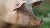 UK Detects First Human Case Of Flu Similar To A Virus Found In Pigs. This Is What We Know So Far
