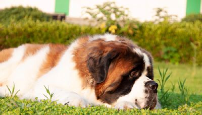 Saint Bernard's Hilarious 'Temper Tantrum' Outside Vet Results in Him Getting Treatment Al Fresco