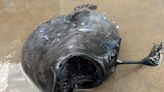 'Strange and Fascinating' Deep-Sea Creature Washes Up on Beach in 'Very Rare' Sighting