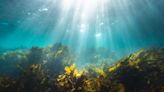 人選之人新塑命：生物可分解塑膠新未來在海藻？