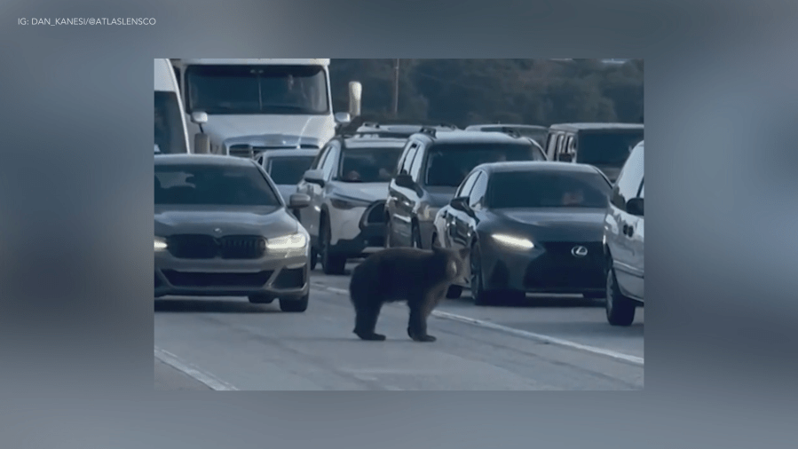 Bear brings traffic to a halt on busy Southern California freeway