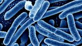 Hunt is on for source of E. coli outbreak in nation’s food chain