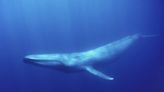 Sound of Whale Song Signals Antarctic Blue Whales May Be Making a Comeback