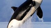 Orcas no match for humans