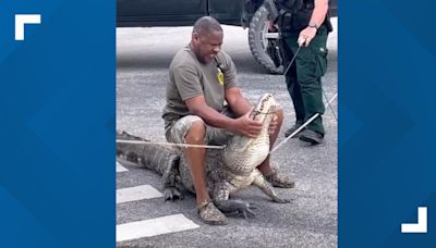 Close call: Trapper gets in brief tussle with gator near elementary school