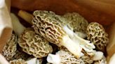 Caution advised when foraging for morel mushrooms