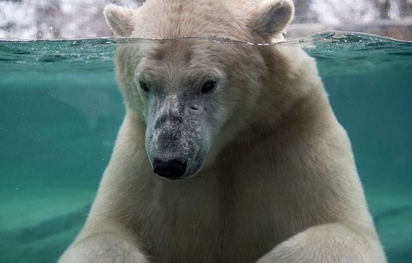 Baffin the polar bear dies by drowning after 'rough play' at Canada zoo
