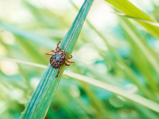 How Long Does a Tick Need to Be on You to Transmit Lyme?