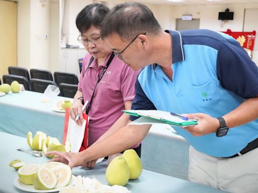 新北市文旦柚果品評鑑競賽結果出爐 張讚群獲得冠軍殊榮