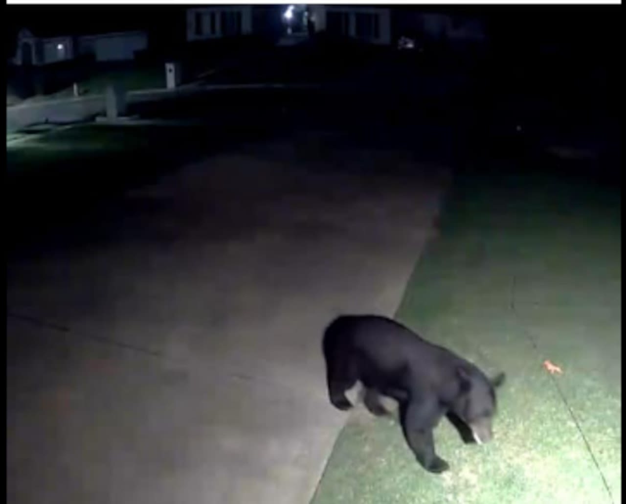 Black bear cub spotted in Tuscaloosa, city leader urges people to keep an eye on pets