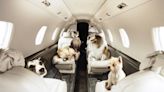 How to fly with your dog when money is no object