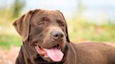 Chocolate Lab Completely Unbothered by Broken Leg Is the Definition Of a Good Boy