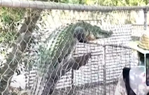 Fence climbing crocodile at Australian wildlife park leaves visitors terrified