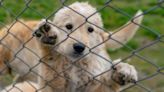 Several Dogs Removed From Alleged Puppy Mill in Indiana