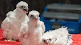 ‘A new generation’: Peregrine falcon chicks return, hatch atop Nebraska State Capitol