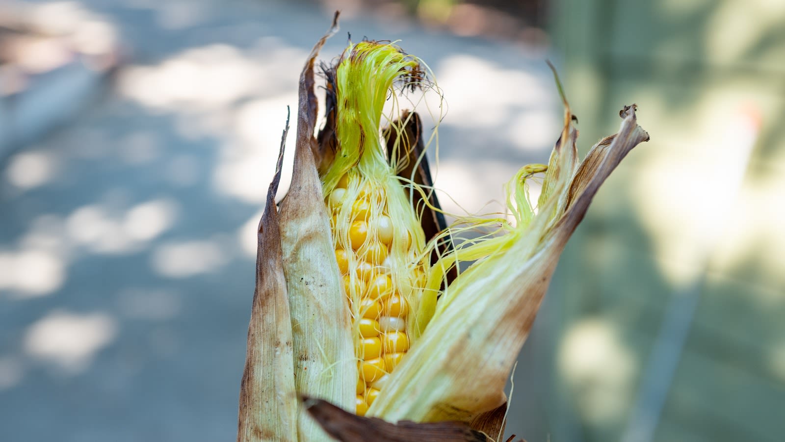 Are Corn Husks Flammable? What You Need To Know Before Grilling Corn