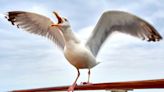 'Cackling' woman on scooter terrorising seagulls in Devon