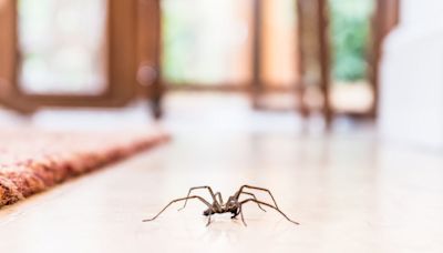 The 10 Most Common House Spiders to Look Out For, According to Experts