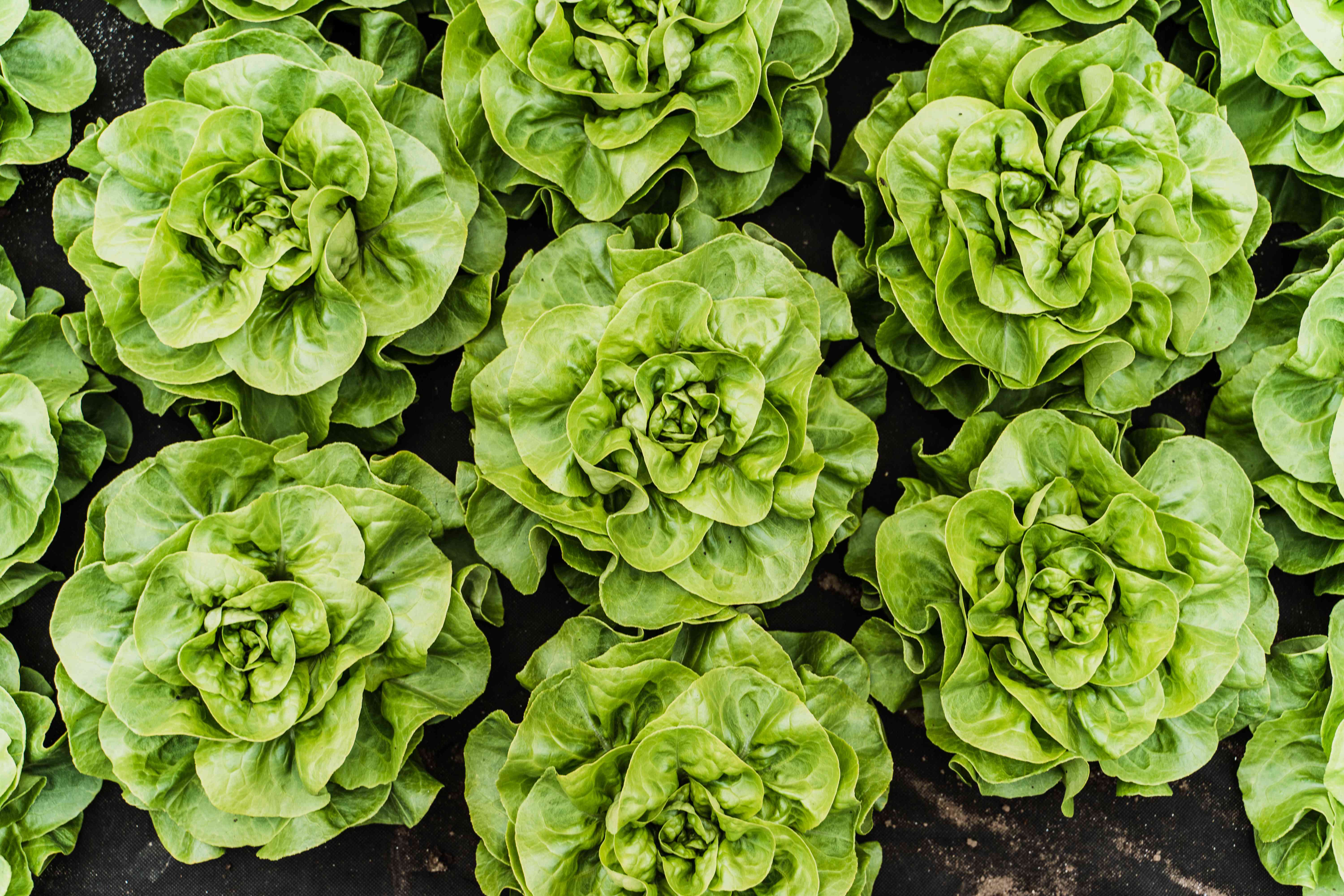 How to Harvest Lettuce for a Continuous Supply of Fresh Greens