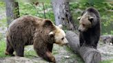 Romania authorises killing of around 500 bears after 19-year-old woman mauled to death - CNBC TV18