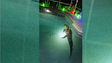 Florida family finds 550-pound alligator in their swimming pool