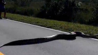 Florida Lt. Gov. Jeanette Nunez kicks off annual state python hunt