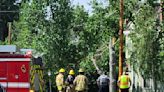 High winds impact city’s trees