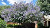 Neil Sperry column: FYI to HOAs: Vitex trees need room to bloom