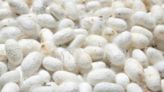 En Ouzbékistan, la relance de l'industrie de la soie