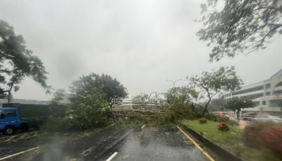 颱風天騎車壓樹枝摔倒 雲林老翁送醫不治