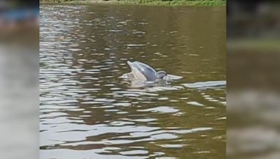 Watch: Dolphin spotted swimming in River Thames next to delighted rowers