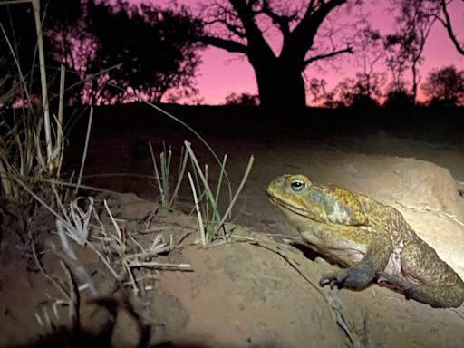 End of the road for cane toad? Plan targets spread of pest