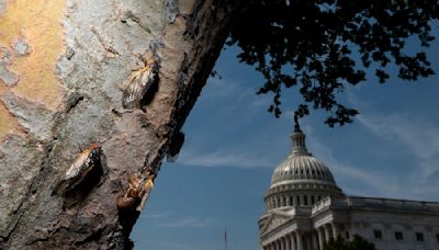 Billions of cicadas are about to emerge from underground in a rare double-brood convergence