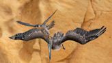 Peregrine Falcon photo captured in California wins Bird Photographer of the Year 2023