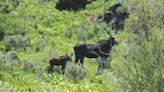 Nevada’s first big-game moose hunt will be tiny as unusual southern expansion defies climate change