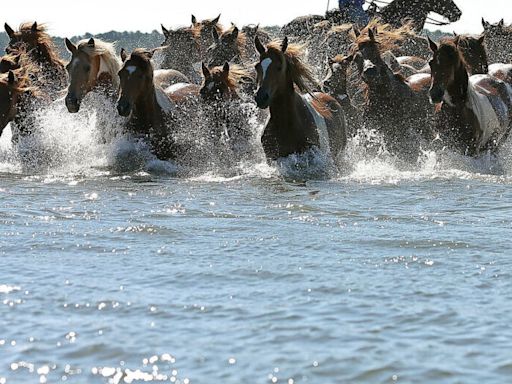 Countdown to Chincoteague pony swim: Ups and downs for wild ponies this year - WTOP News