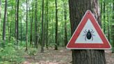 How Climate Change Affects the Spread of Lyme Disease