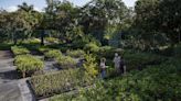 Can mangrove plants tackle climate change? These West Palm Beach growers say they can