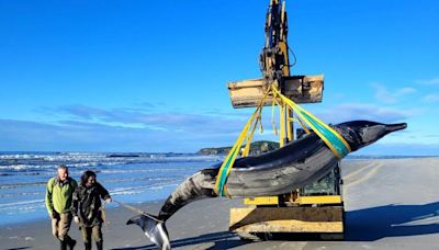 紐西蘭海灘驚現全球最罕見鯨魚屍體