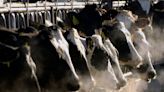 Michigan farmworker is found to have bird flu, becoming 2nd US case tied to dairy cows
