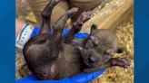 Endangered Red Wolf puppies born at North Carolina Zoo