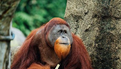 Injured orangutan observed treating his own wound with medicinal plant, scientists say