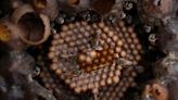 Cuban beekeeper produces sweet honey of stingless bees