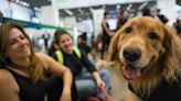 Transporte aéreo de cães para os EUA tem novas regras