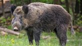 Nuclear Weapons Partly Responsible for Radioactive Wild Boars, Researchers Say