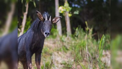 'Mainland Serow’, an elusive mammal, spotted in Assam’s Raimona National Park